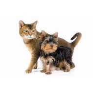 Pet & Pet Owners (1)